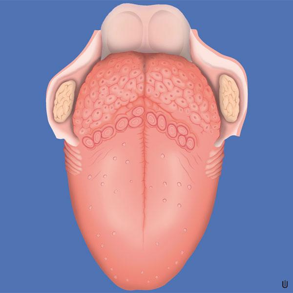 Zungenanatomie